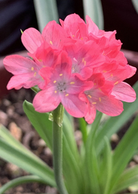 Armeria pseudoameria Dreameria Dreamland